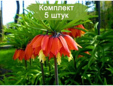 Комплект 5шт / Цветок Царская Корона