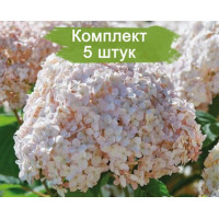 Комплект 5шт / Гортензия Кэндибелл Маршмэллоу (Candybelle Marshmallow) (древовидная)